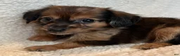 Chiweenie dogs for sale: Benny - Ad 6