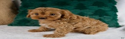 Cavapoo dogs for sale: Bailey - Ad 2