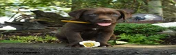 Labrador Retriever dogs for sale: Teddy - Ad 3