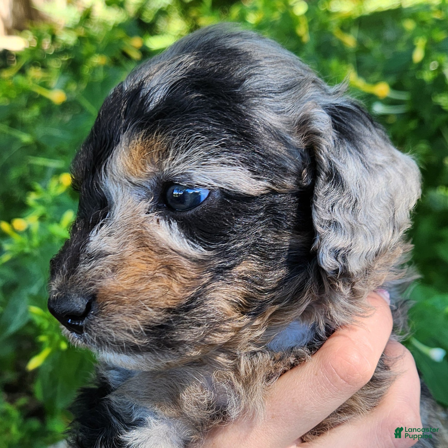 Mini Aussiedoodle dogs Pixie - Female Mini-Aussiedoodle - Blue Merle - Ad 2