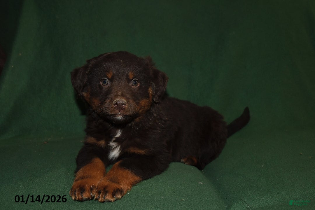 Mixed Breed dogs for sale: Blaze - Ad 4