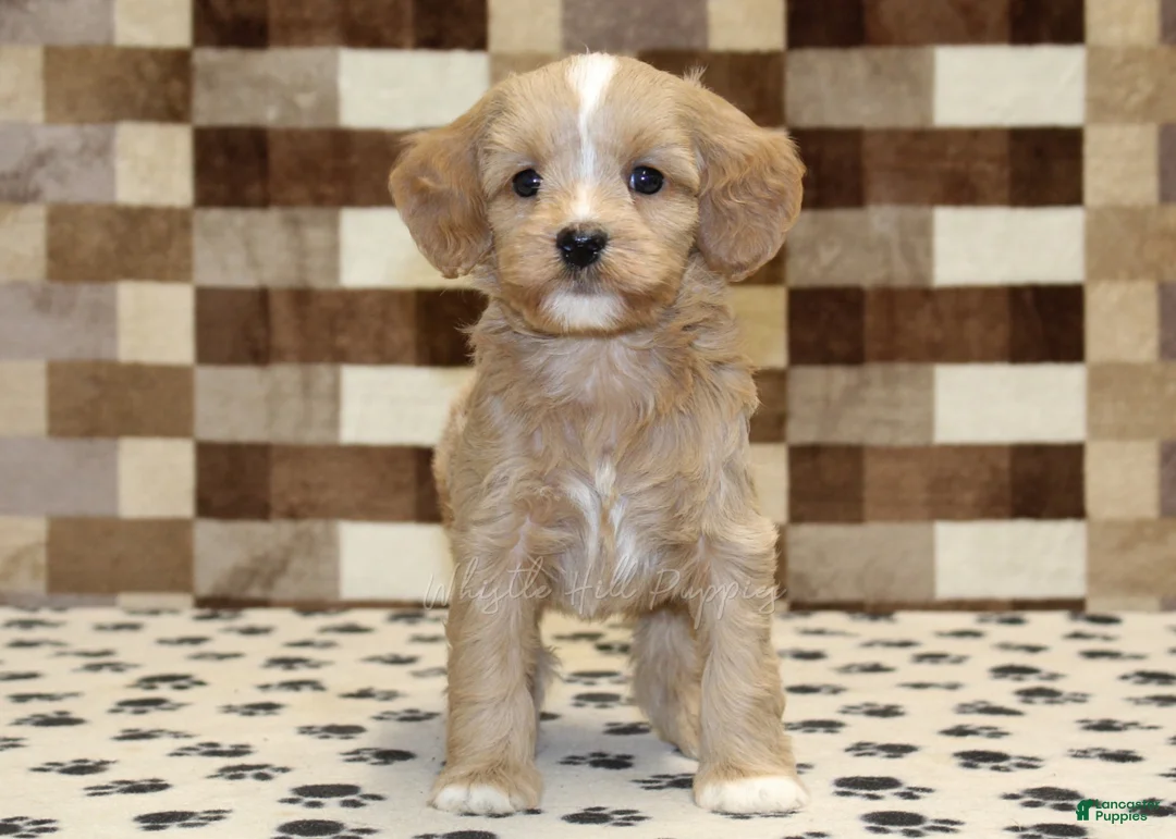 Mixed Breed dogs for sale: Molly - Ad 3