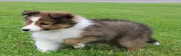 Shetland Sheepdog dogs for sale: Lark - Ad 3