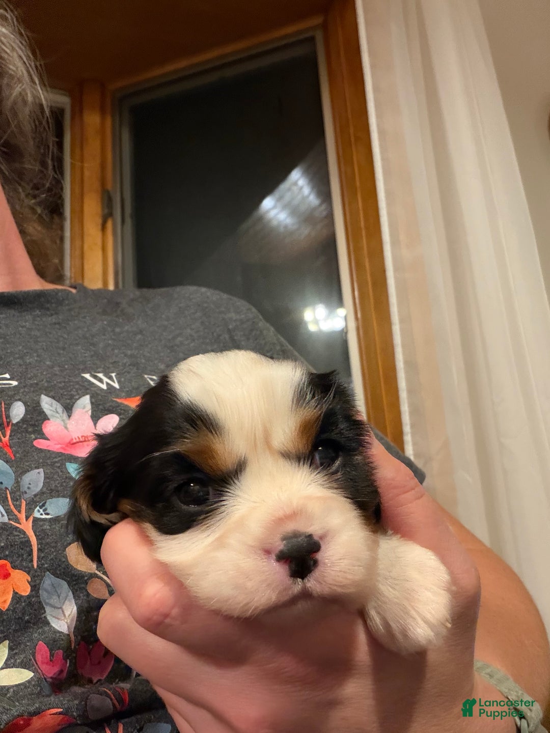Cavalier King Charles Spaniel dogs for sale: Holly - Ad 4