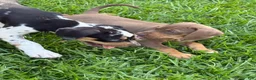 Catahoula Leopard Dog dogs for sale: Red Girl - Ad 5