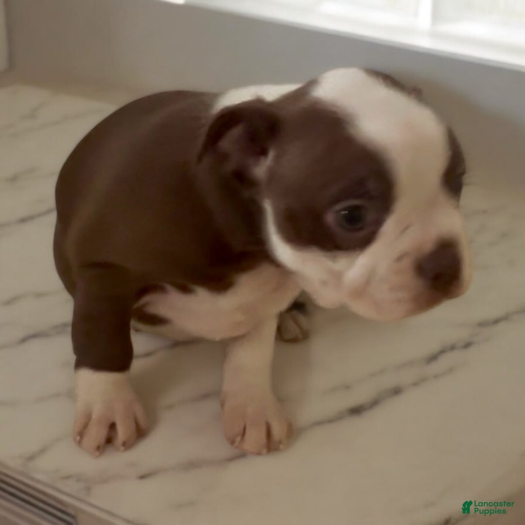 Boston Terrier dogs for sale: Boston Terrier Puppy 4 - Ad 2