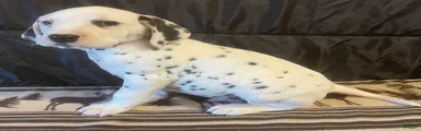 Pongo