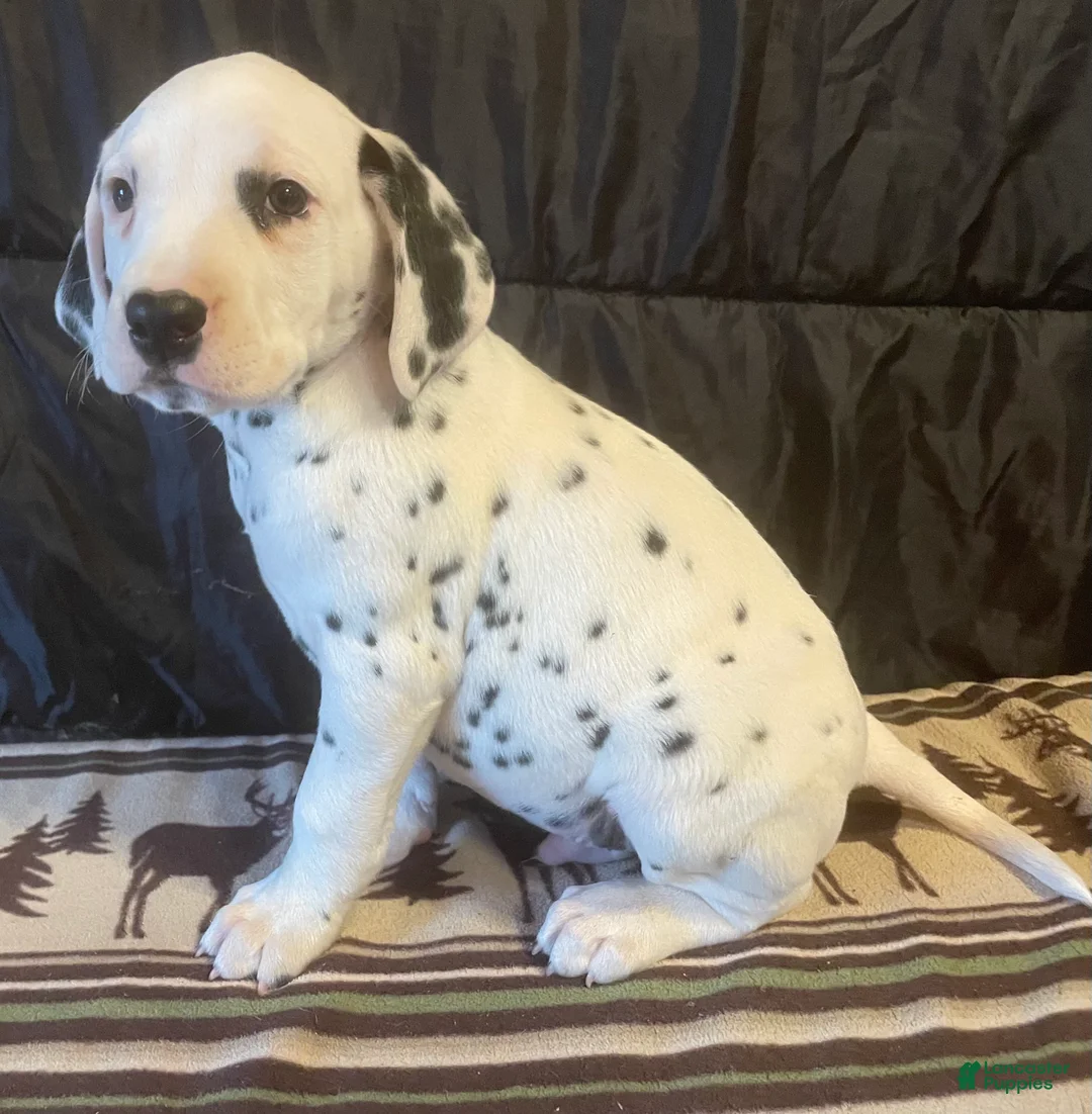 Dalmatian dogs for sale: Pongo - Ad 1