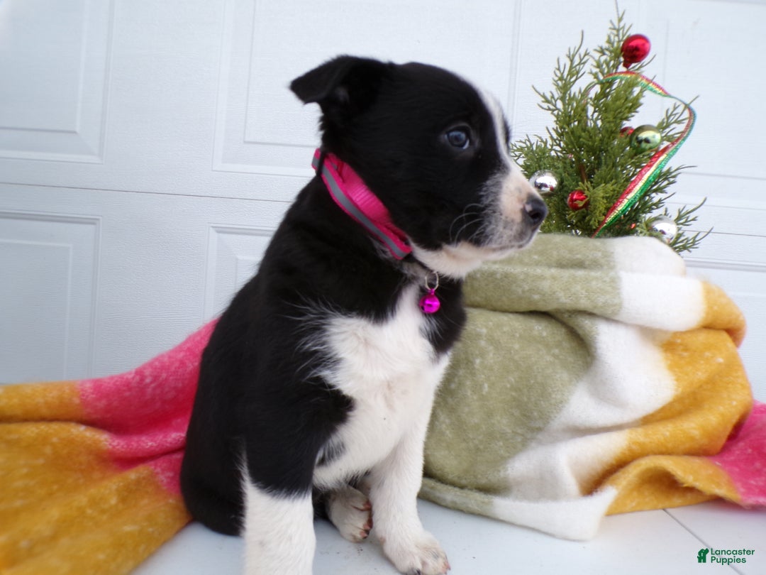 Border Collie dogs for sale: Border Collie Puppy 3 Dixie - Ad 3