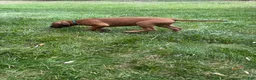 Rhodesian Ridgeback dogs for sale: Rhodesian Ridgeback 2 - Ad 2