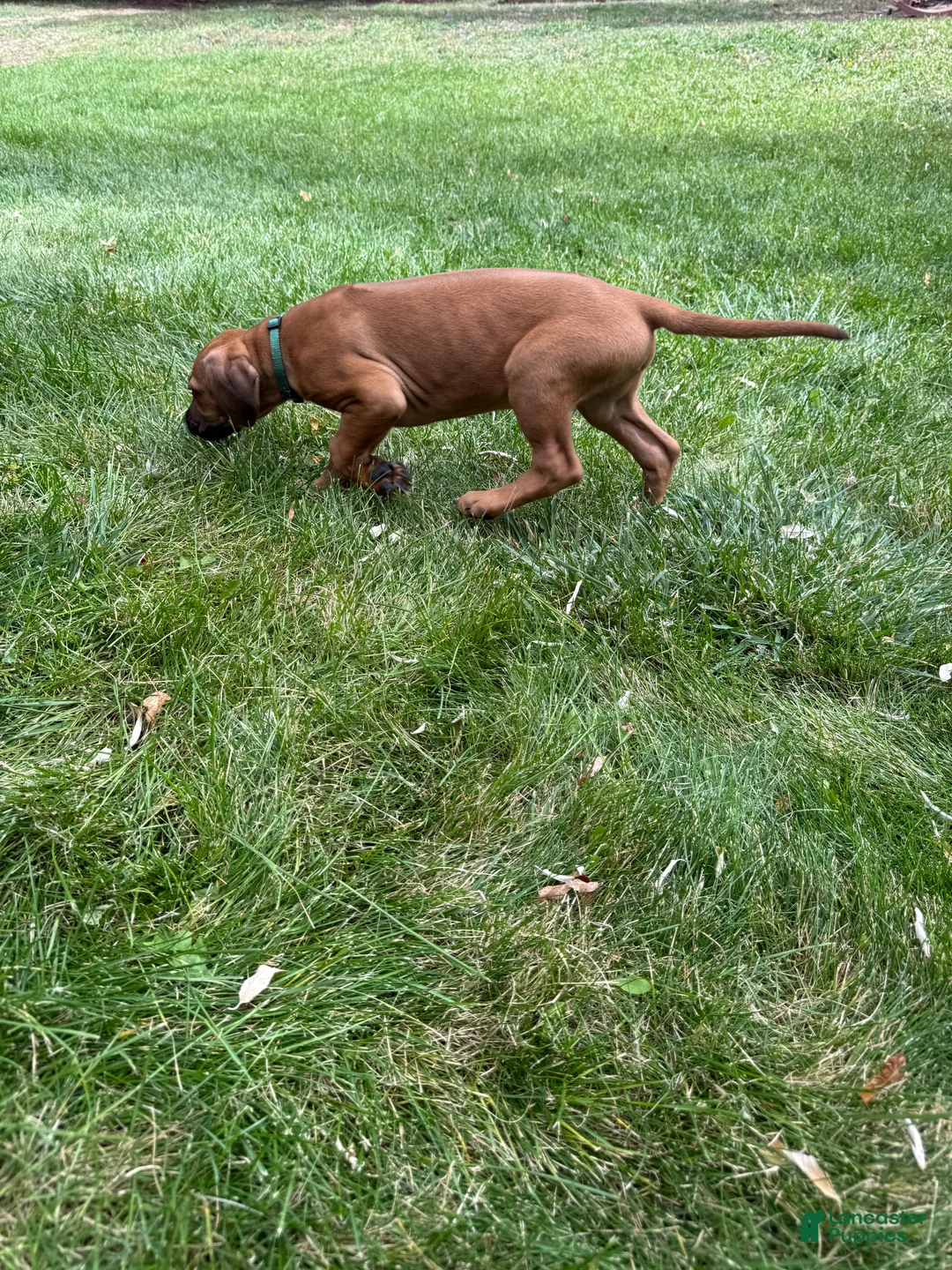 Rhodesian Ridgeback dogs for sale: Rhodesian Ridgeback 2 - Ad 2