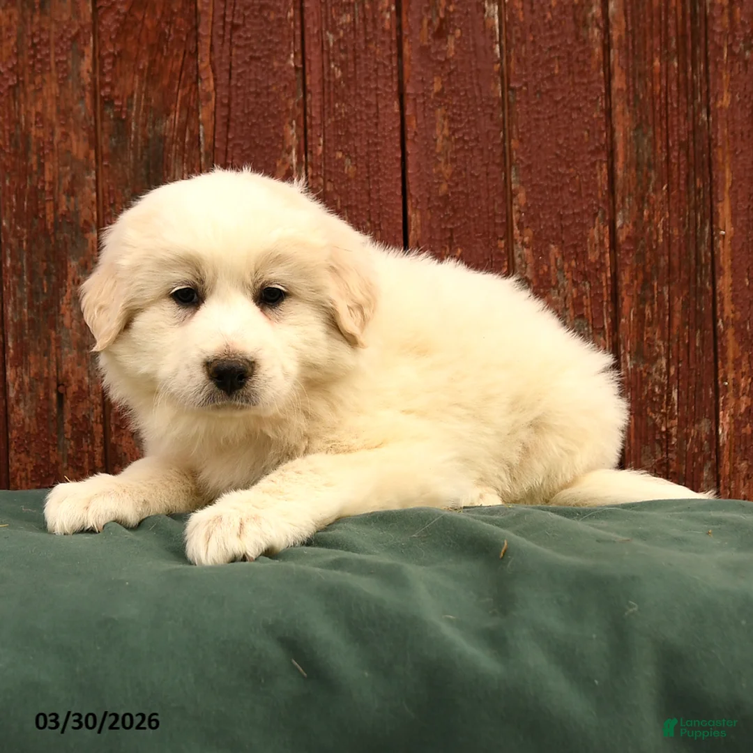 Great Pyrenees dogs for sale: Rebel - Ad 3