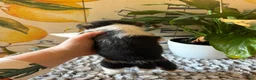 Wire Fox Terrier dogs for sale: Nick Wilde - Ad 6