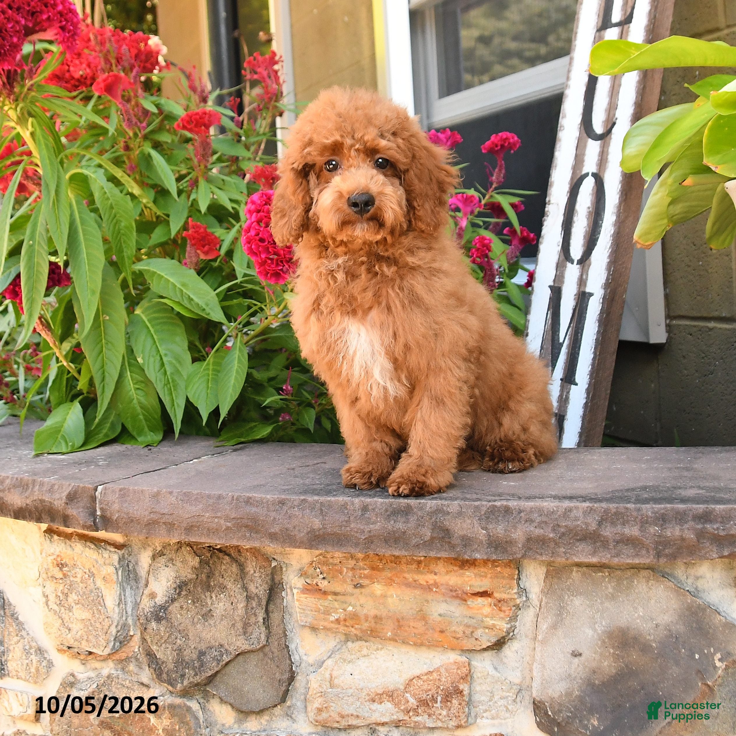 Cockapoo dogs Otis - Ad 1