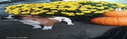 Jack Russell Terrier dogs for sale: Levie - Ad 3