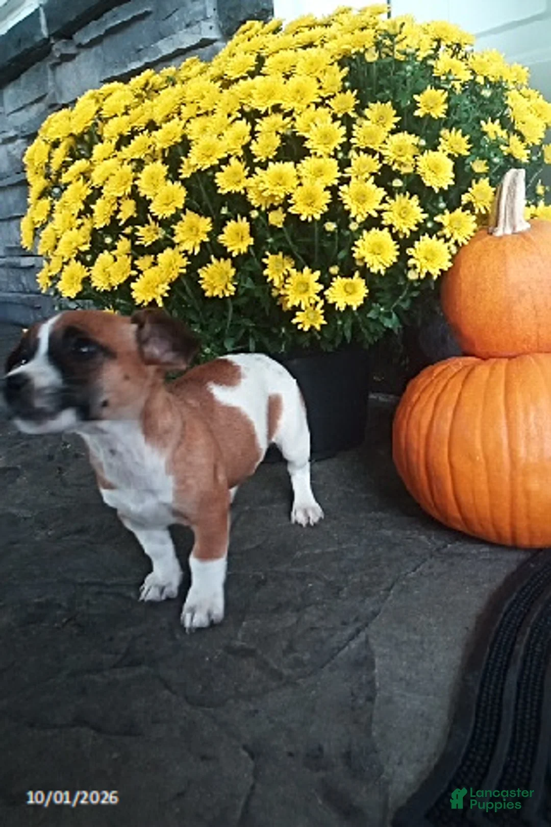 Jack Russell Terrier dogs for sale: Levie - Ad 3