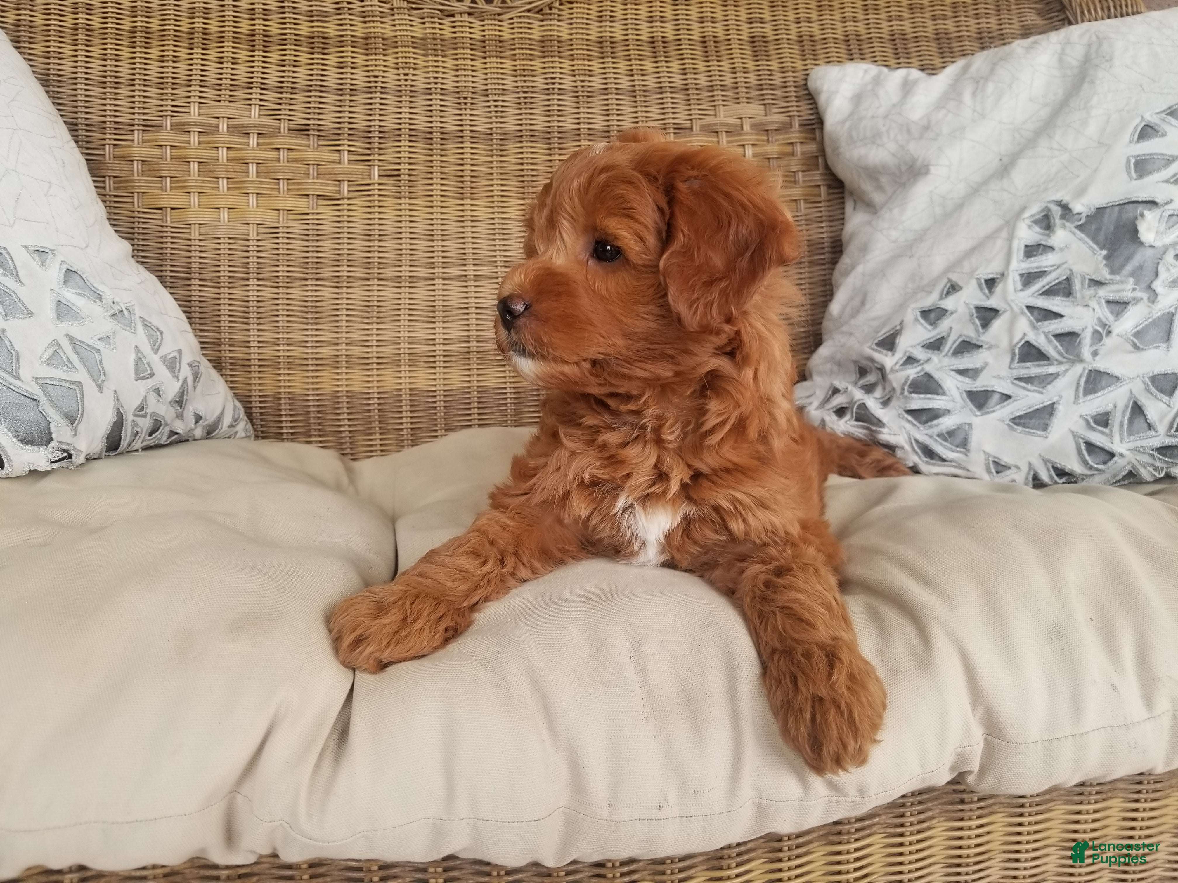 Mini Goldendoodle dogs Mini Goldendoodle 2 - Ad 1
