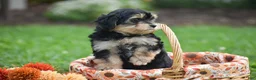 Morkie dogs for sale: Sage - Ad 8