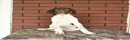 German Shorthaired Pointer dogs for sale: Gem  - Ad 8