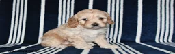 Cockapoo dogs for sale: Buttercup - Ad 4