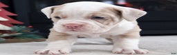 Olde English Bulldogge dogs for sale: Snowflake - Ad 6