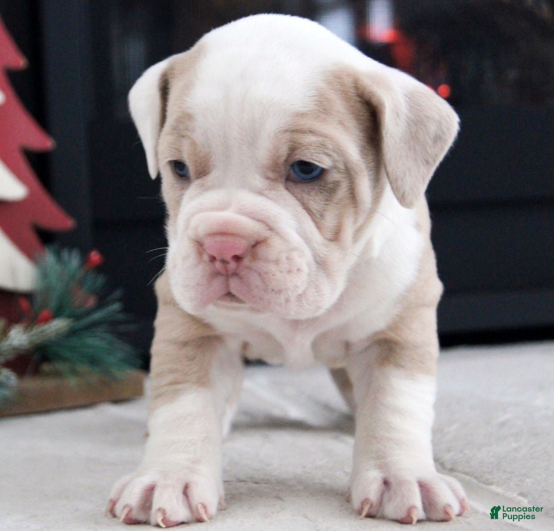 Olde English Bulldogge dogs for sale: Snowflake - Ad 6