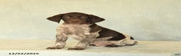 German Shorthaired Pointer dogs for sale: Trooper - Ad 2
