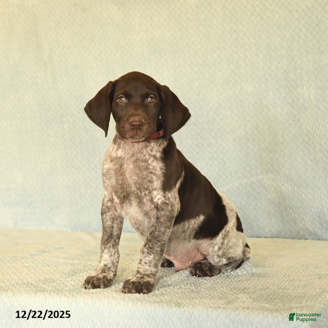 German Shorthaired Pointer dogs for sale: Trooper - Ad 2