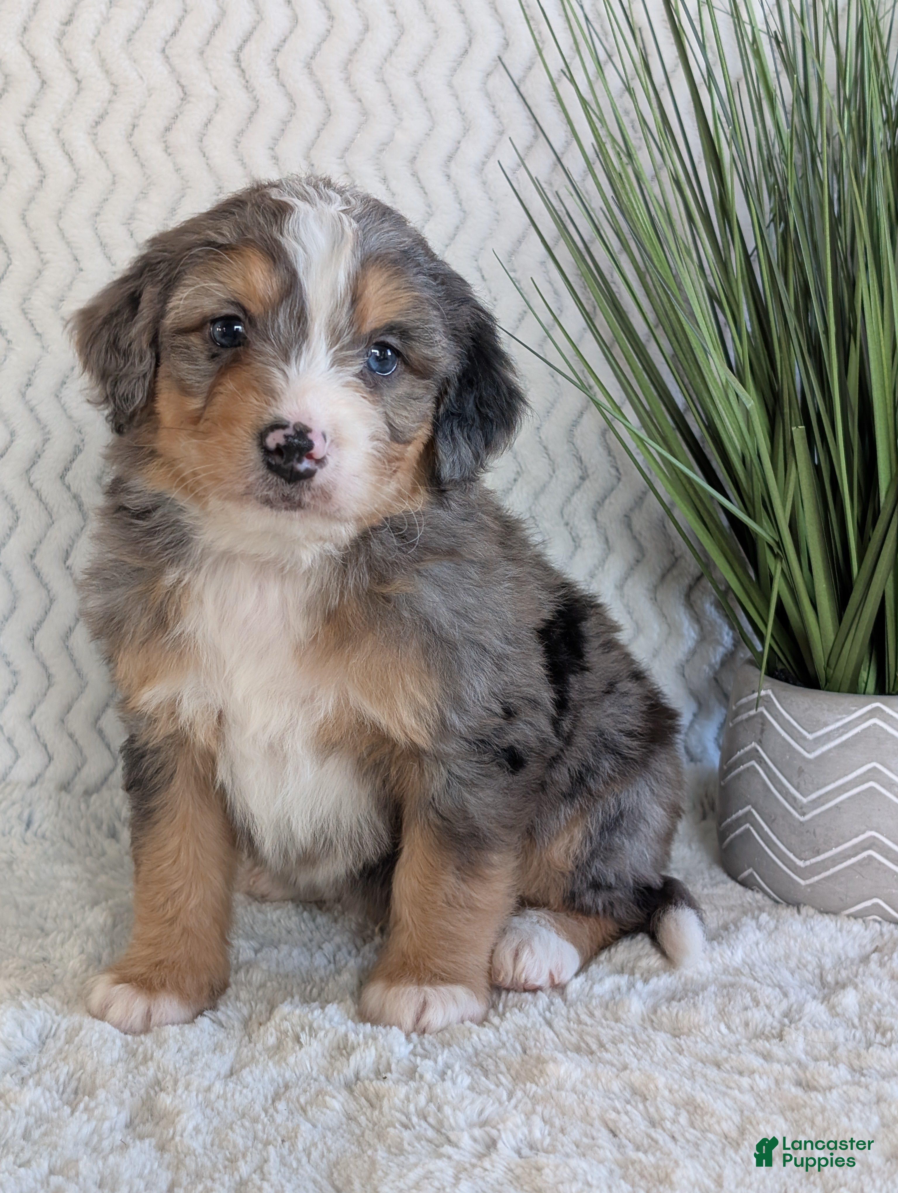 Mini Bernedoodle dogs Mini Niko  - Ad 1