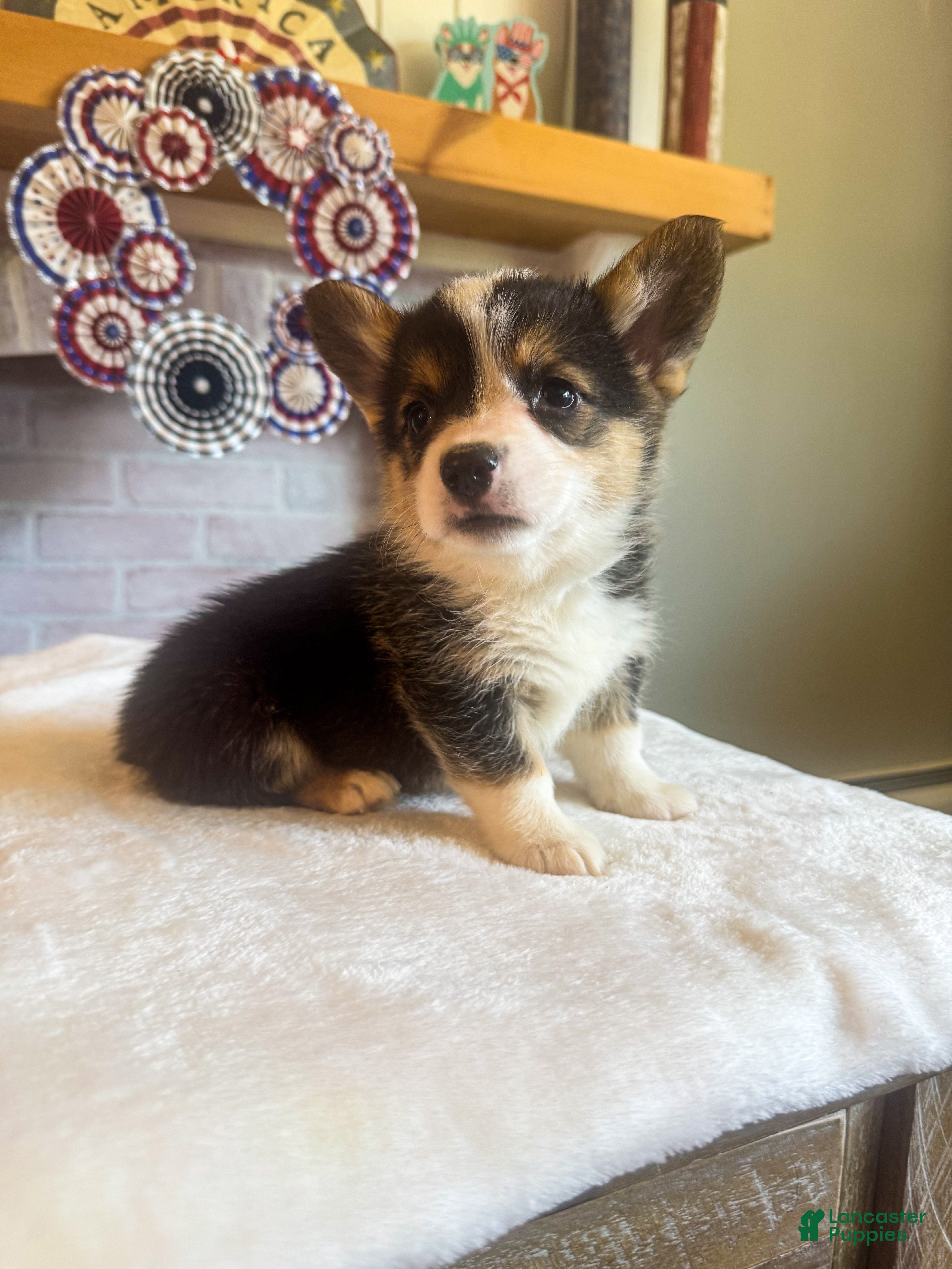 Welsh Corgi Pembroke dogs Tortellini - Ad 1