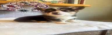 Tortellini