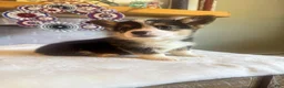 Welsh Corgi Pembroke dogs for sale: Tortellini - Ad 1