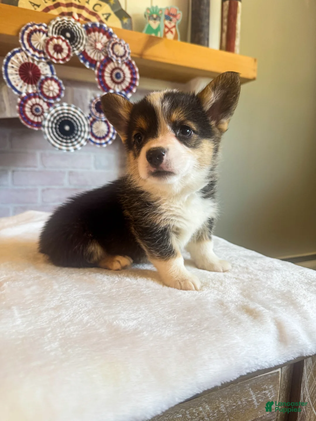 Welsh Corgi Pembroke dogs for sale: Tortellini - Ad 1