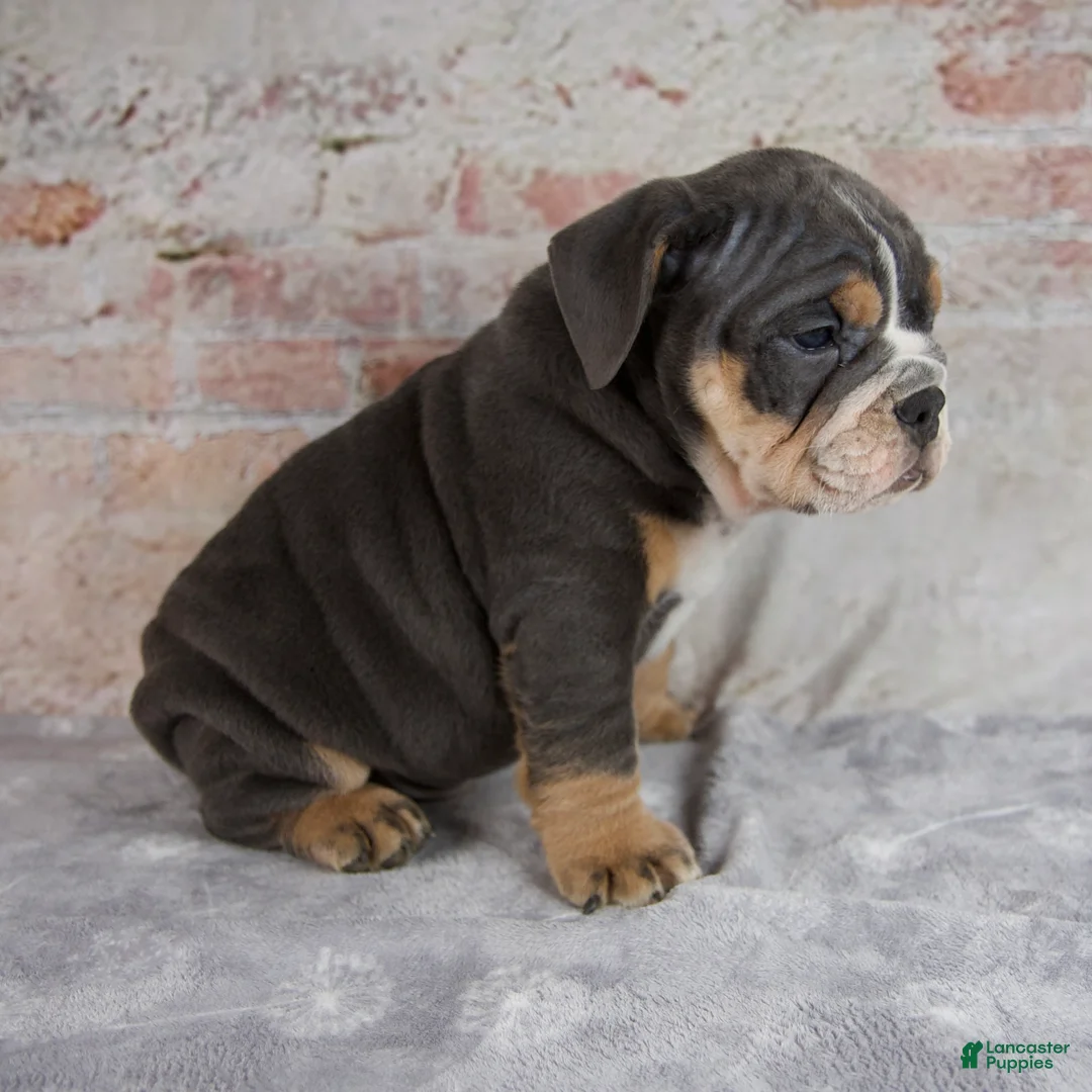 Beabull dogs for sale: Theo - Ad 2