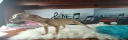 Chihuahua dogs for sale: Hand DELIVERY teacup underbite - Ad 5