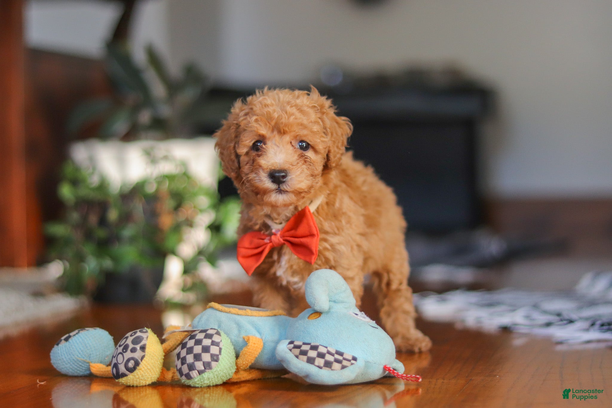 Miniature Poodle dogs Blake  - Ad 2