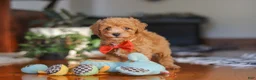 Miniature Poodle dogs for sale: Blake  - Ad 2