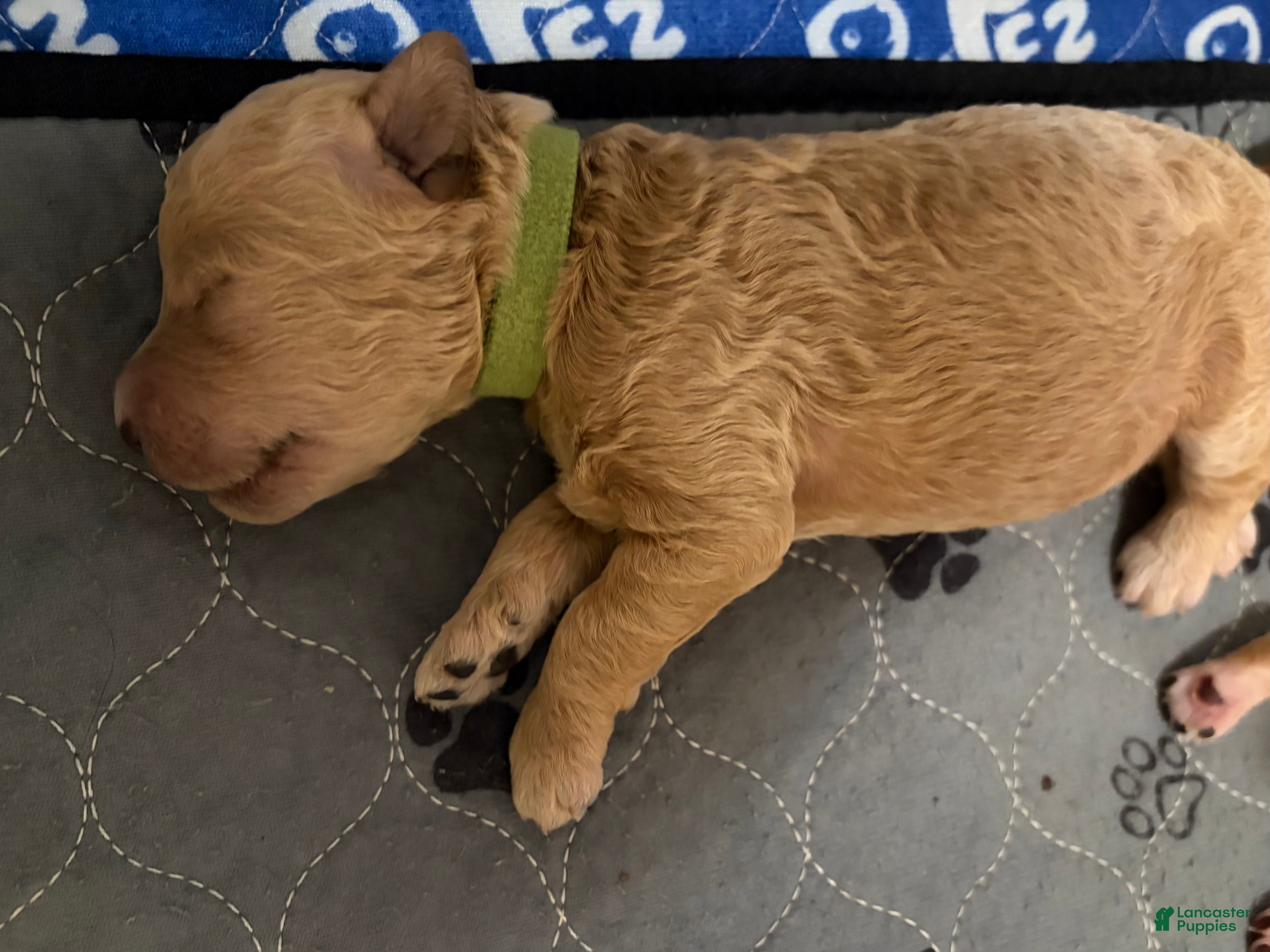 Goldendoodle dogs Cypress - Ad 1