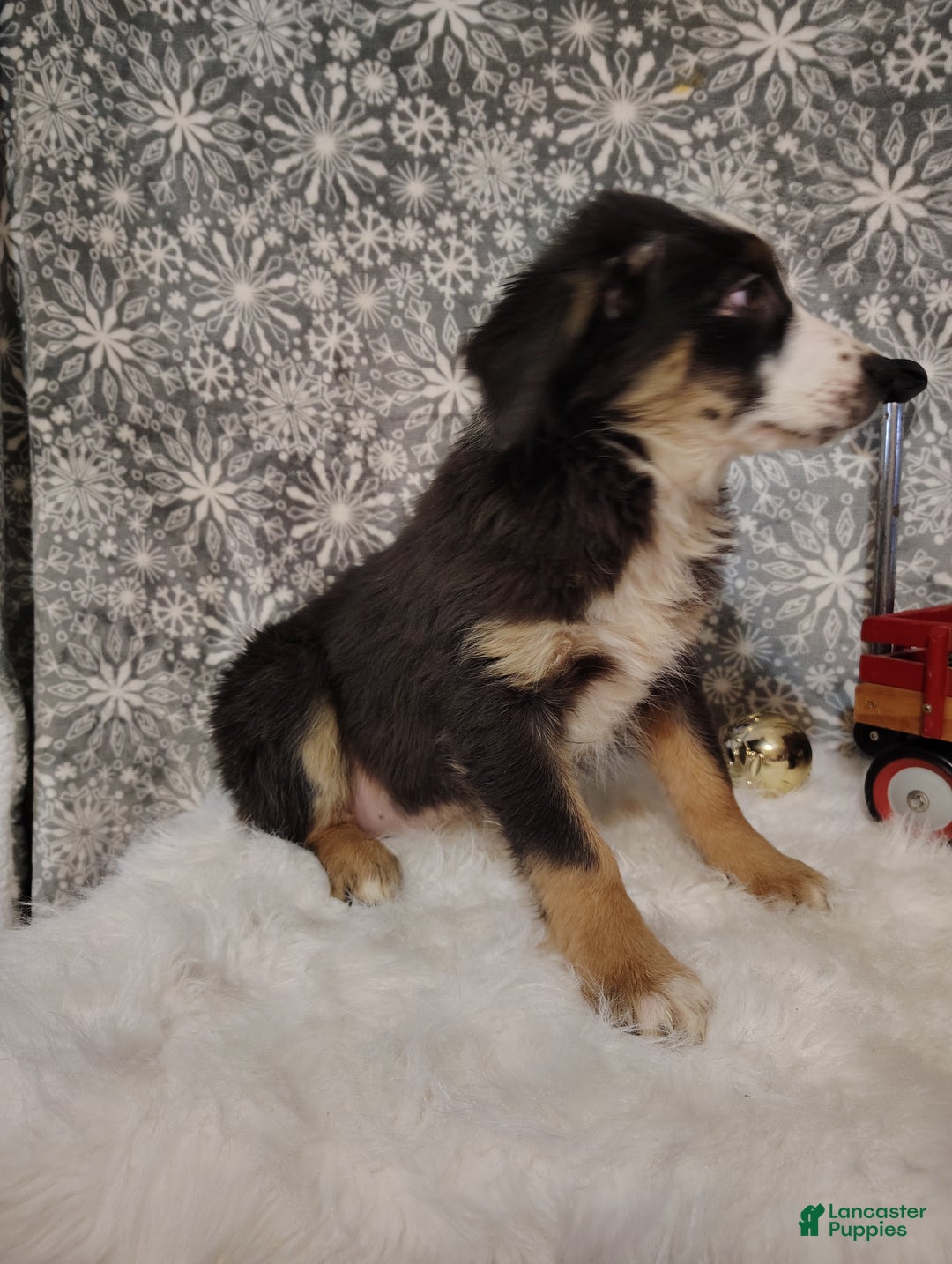 Australian Shepherd dogs for sale: Espresso - Ad 4