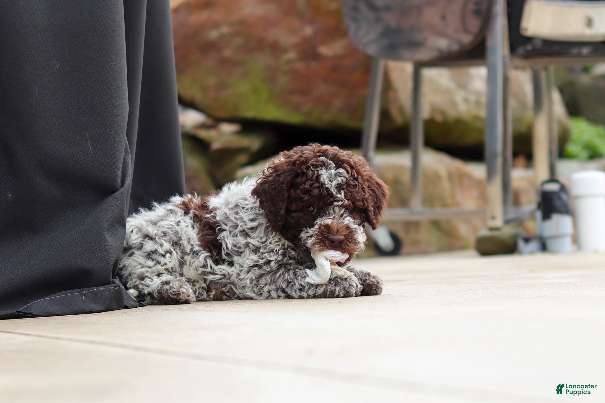 Lagotto Romagnolo dogs Bluey - Ad 1