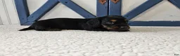 Miniature Dachshund dogs for sale: Barbie - Ad 3