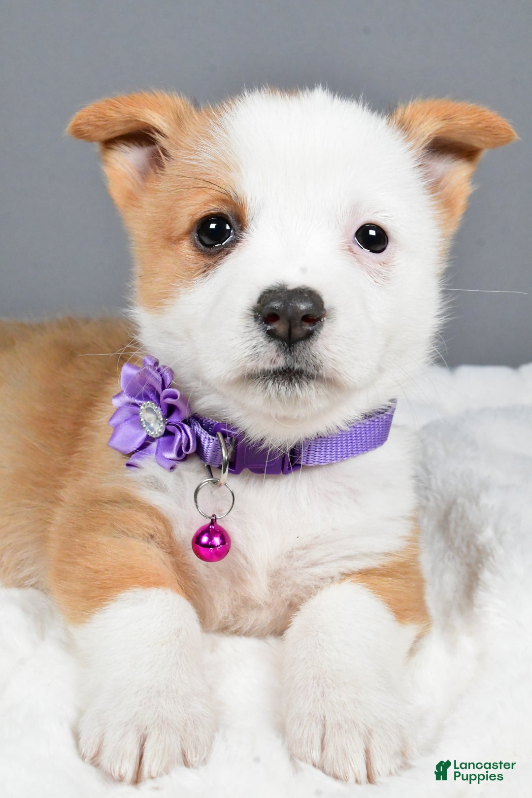 Welsh Corgi Pembroke dogs for sale: Beauty - Ad 3