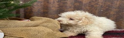 Miniature Poodle dogs for sale: Sheldon - Ad 13