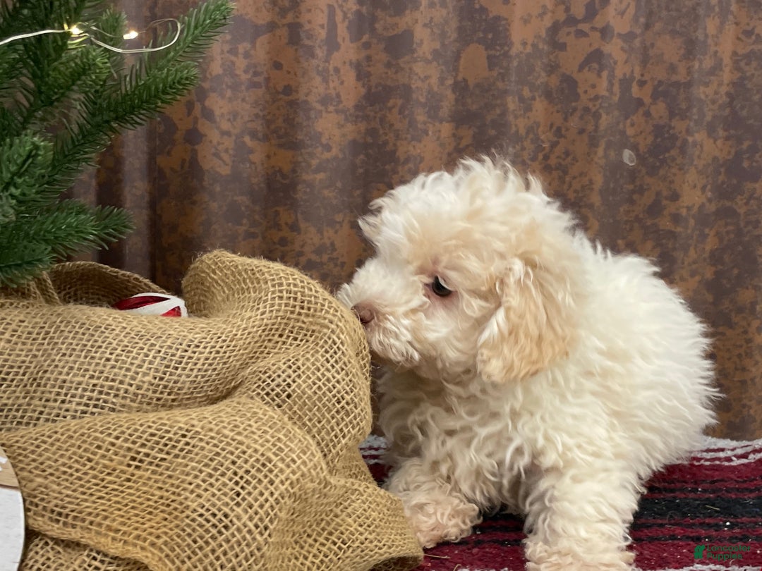 Miniature Poodle dogs for sale: Sheldon - Ad 13