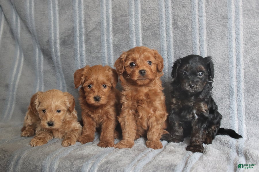 Mixed Breed dogs Myles - Ad 2