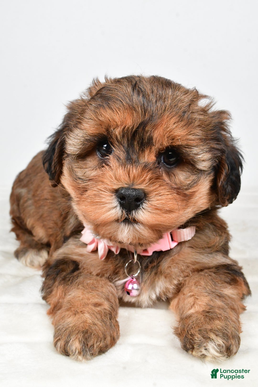 Yorkiepoo dogs for sale: Twinkle - Ad 4
