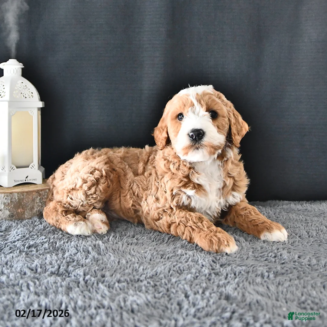 Mini Goldendoodle dogs for sale: Asher - Ad 3