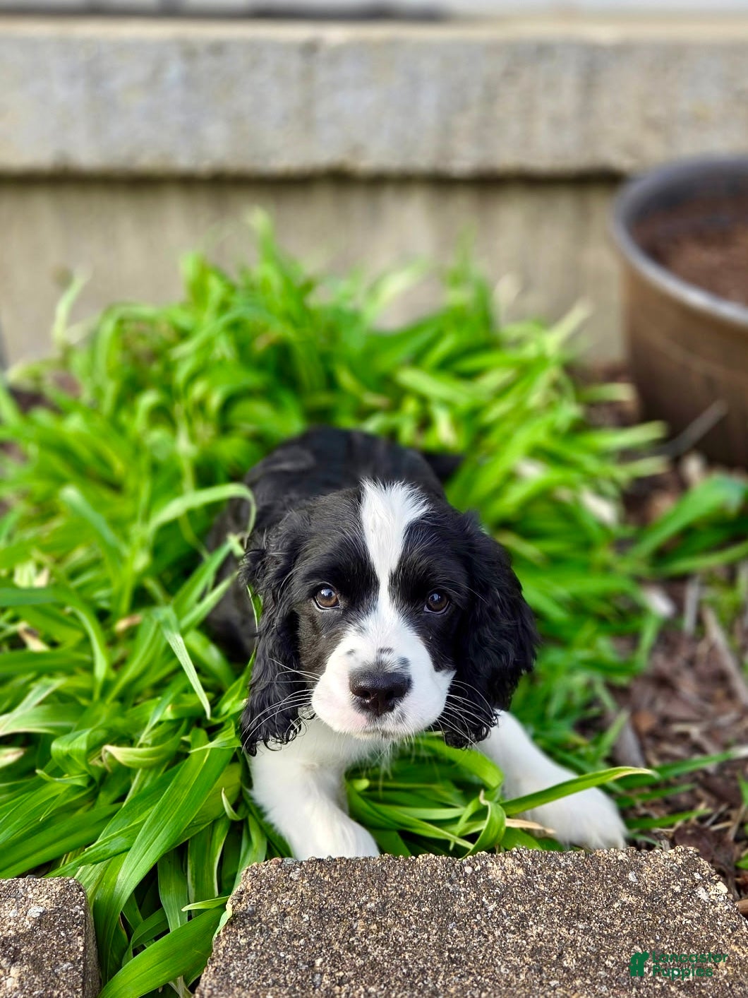 Mixed Breed dogs Freddie - Ad 25