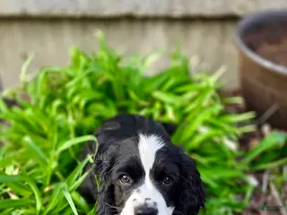 Mixed Breed dogs Freddie - Ad 25