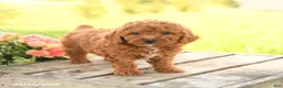 Miniature Poodle dogs for sale: Dexter - Ad 4